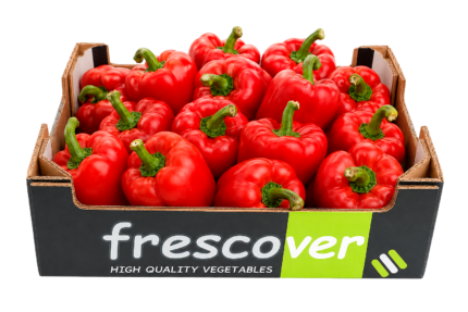 california rojo frescover